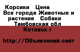 Корсики › Цена ­ 15 000 - Все города Животные и растения » Собаки   . Тамбовская обл.,Котовск г.